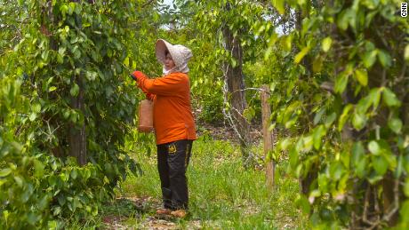 Nurhasiya, a farmer in Loeha, picks pepper berries from her plantation in the village of Loeha in East Luwu, Sulawesi.